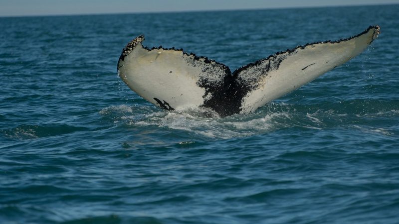 Les Croisières Spéciales Observation des Baleines