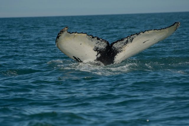 Les Croisières Spéciales Observation des Baleines