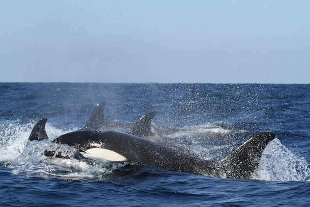 Où peut-on observer les orques dans leur habitat naturel ?