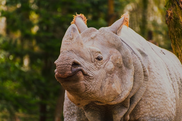 Où trouver les meilleurs endroits pour observer des rhinocéros blancs ?